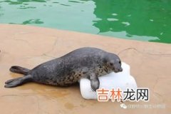 海豹与海狮有什么不同,海狮和海豹的区别