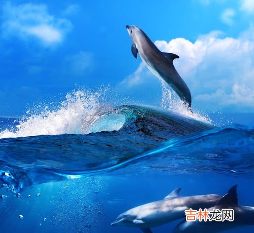 海豚是鲸鱼吗,鲸鱼和海豚是指同一种动物吗？