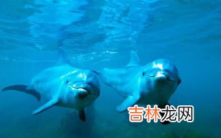 海豚是鲸鱼吗,鲸鱼和海豚是指同一种动物吗？