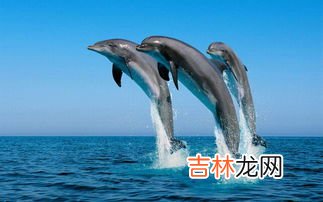 海豚是鲸鱼吗,鲸鱼和海豚是指同一种动物吗？