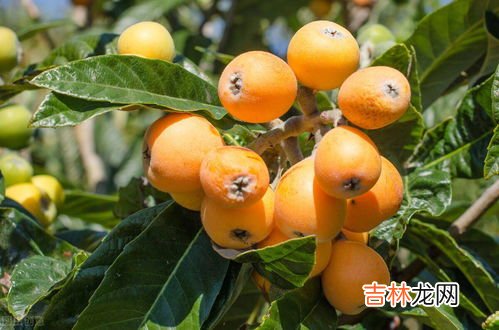 枇杷糖分高吗,枇杷是高糖水果还是低糖水果
