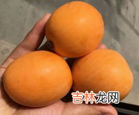枇杷糖分高吗,枇杷是高糖水果还是低糖水果