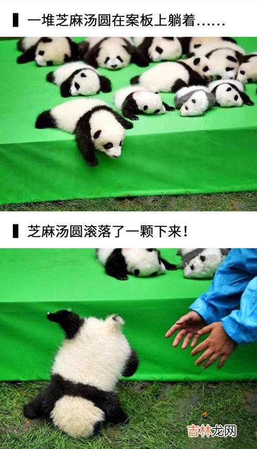 大熊猫会游泳吗,熊猫到底会不会游泳