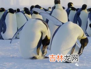 世界上体型最小的企鹅是什么,最小的企鹅身长只有30-40厘米,它是下面的哪一种?