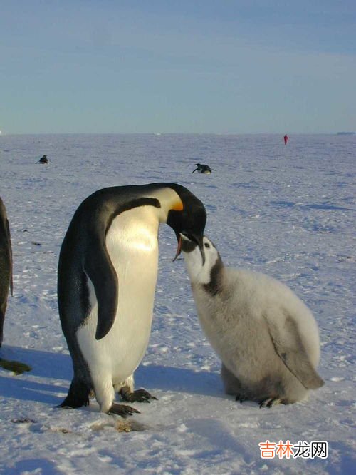 世界上体型最小的企鹅是什么,最小的企鹅身长只有30-40厘米,它是下面的哪一种?