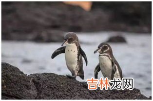 世界上体型最小的企鹅是什么,最小的企鹅身长只有30-40厘米,它是下面的哪一种?