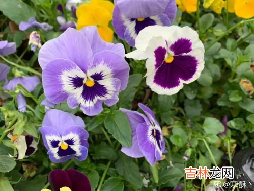 旱金莲冬天在外面能冻死吗,旱金莲耐寒多少度