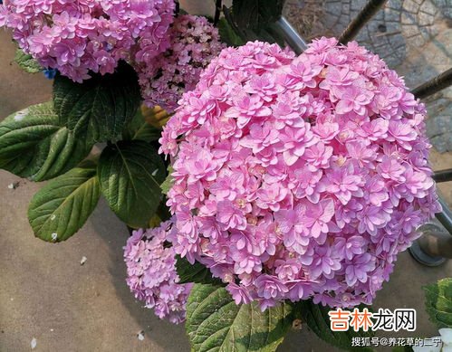 旱金莲冬天在外面能冻死吗,旱金莲耐寒多少度
