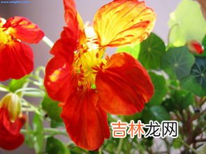 旱金莲冬天在外面能冻死吗,旱金莲耐寒多少度
