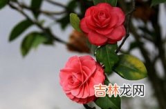 旱金莲冬天在外面能冻死吗,旱金莲耐寒多少度