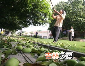 深圳路边的芒果可以吃吗,路边的绿化芒果可以摘来吃吗？