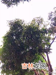 深圳路边的芒果可以吃吗,路边的绿化芒果可以摘来吃吗？