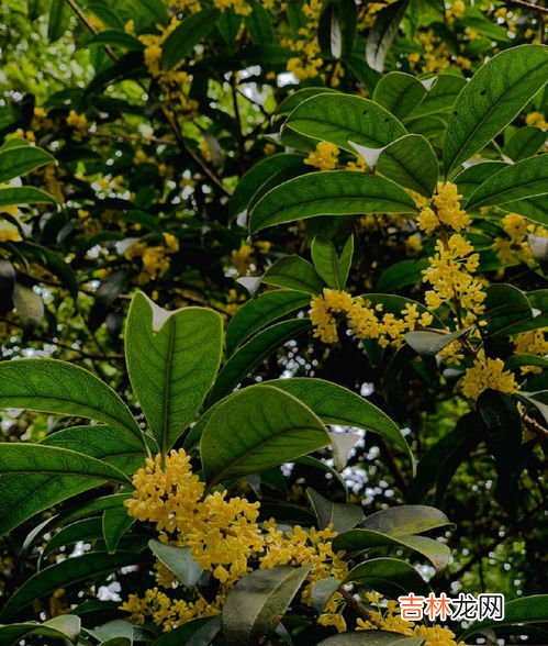 桂花什么季节开,桂花是什么季节开放