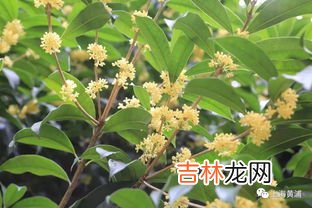 桂花什么季节开,桂花是什么季节开放
