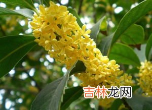 桂花什么季节开,桂花是什么季节开放