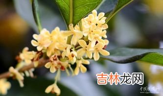 桂花什么季节开,桂花是什么季节开放