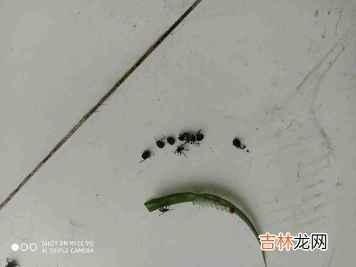 西瓜虫是益虫还是害虫,西瓜虫是益虫还是害虫?