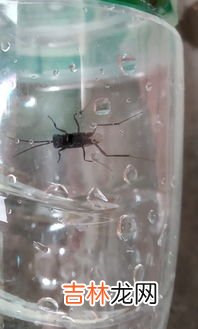 西瓜虫是益虫还是害虫,西瓜虫是益虫还是害虫?