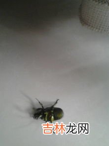 西瓜虫是益虫还是害虫,西瓜虫是益虫还是害虫?