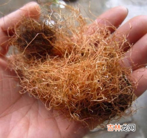 玉米须是凉性的还是热性的,玉米是凉性还是热性