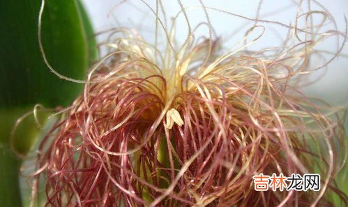玉米须是凉性的还是热性的,玉米是凉性还是热性