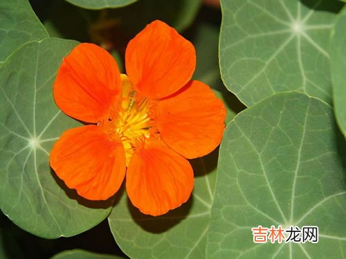 旱金莲如何养殖爆盆,旱金莲如何爆盆