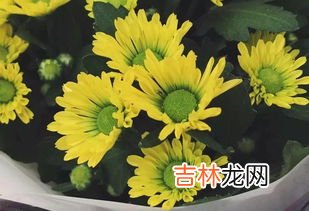 扫墓9朵菊花代表什么,扫墓9朵菊花代表什么？