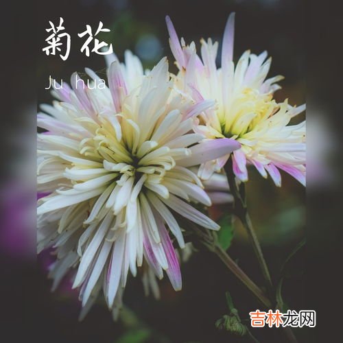 扫墓9朵菊花代表什么,扫墓9朵菊花代表什么？