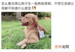 狗狗子宫蓄脓症状,狗狗子宫蓄脓什么表现