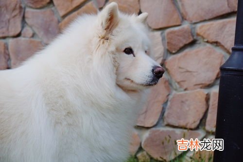 狗狗子宫蓄脓症状,狗狗子宫蓄脓什么表现