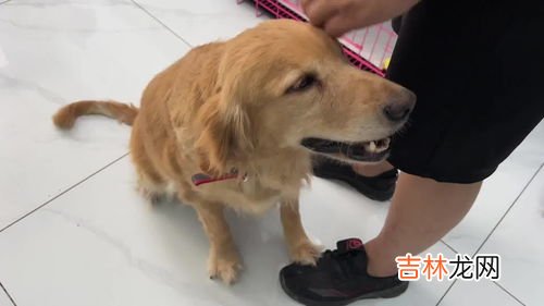 狗狗子宫蓄脓症状,狗狗子宫蓄脓什么表现