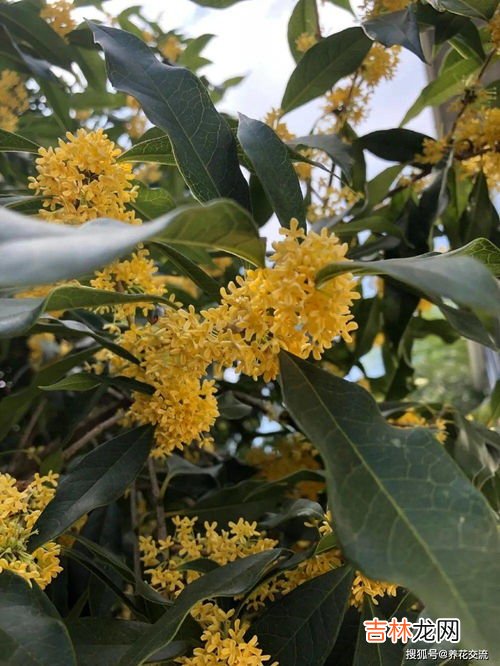 桂花形态特征及生长环境的详细介绍,桂花树生长环境条件及特点