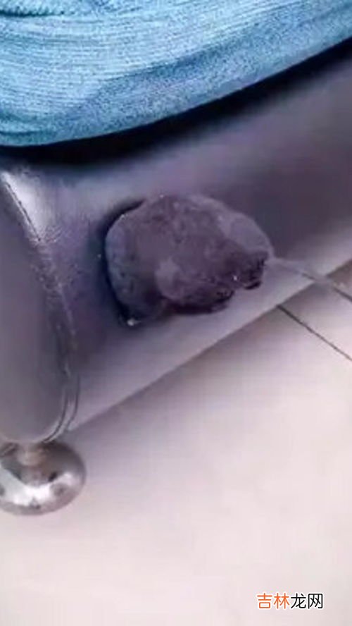 pu皮革脱皮了能修复吗,pu皮革脱皮了能修复吗 pu皮革脱皮了可以修复吗