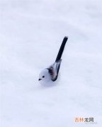 堆雪人的 怎么把雪球弄圆,有没有谁知道怎么滚雪球小雪球捏出来但是越滚越小？