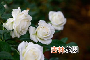 玫瑰花开在什么季节,玫瑰花什么时候开 花期在5～6月