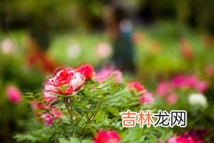 玫瑰花开在什么季节,玫瑰花什么时候开 花期在5～6月
