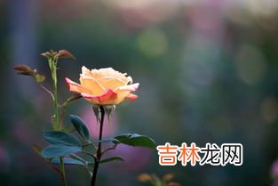 玫瑰花开在什么季节,玫瑰花什么时候开 花期在5～6月