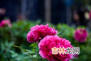 玫瑰花开在什么季节,玫瑰花什么时候开 花期在5～6月