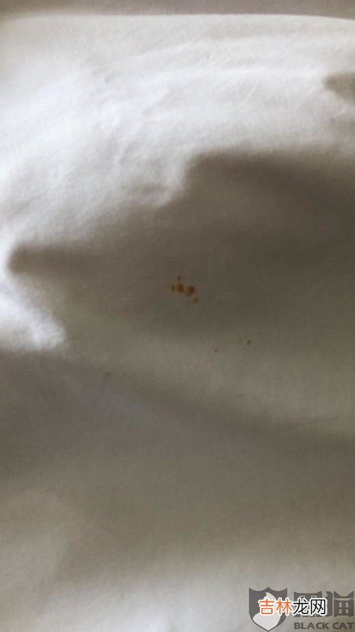 房间怎么会有跳虫烟灰虫,家里有会跳的小虫子是什么