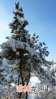 雾凇和树挂的区别,雨凇、雪凇和雾凇有什么区别？