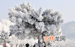 雾凇和树挂的区别,雨凇、雪凇和雾凇有什么区别？