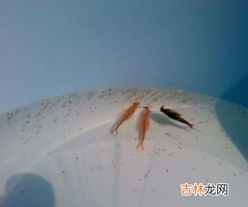 仙女虾可以吃吗,被称仙女虾的枝额虫图片 枝额虫有毒吗能吃吗