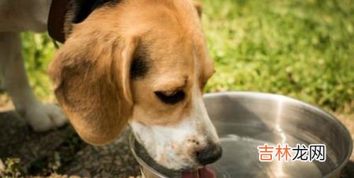 狗狗多大算成年,狗狗多大才算成年?