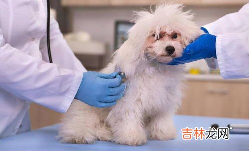 狗狗多大算成年,狗狗多大才算成年?
