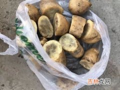 土豆黑心,马铃薯黑心是怎么回事