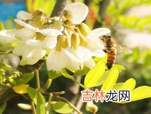 洋槐花的十种吃法,洋槐花的吃法