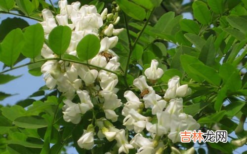 洋槐花的十种吃法,洋槐花的吃法