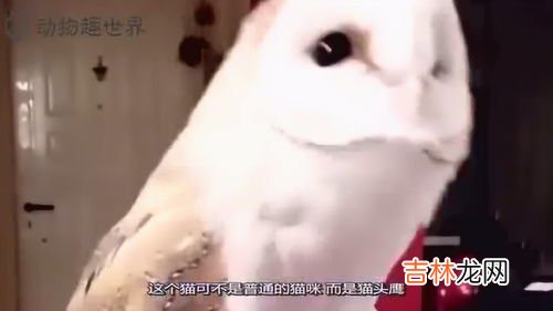 猫头鹰的天敌是谁,猫头鹰的天敌是谁
