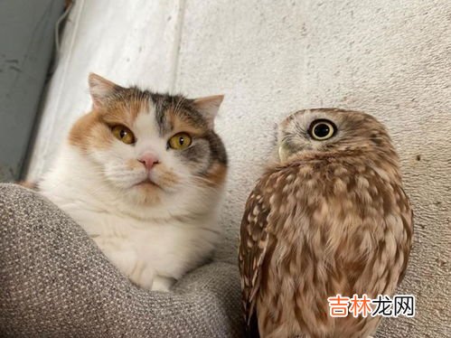 猫头鹰的天敌是谁,猫头鹰的天敌是谁