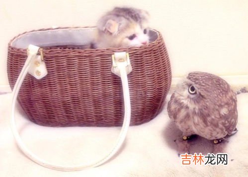 猫头鹰的天敌是谁,猫头鹰的天敌是谁